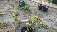 LOROPETALUM CHINENSIS 'TANG DYNASTY' - 8