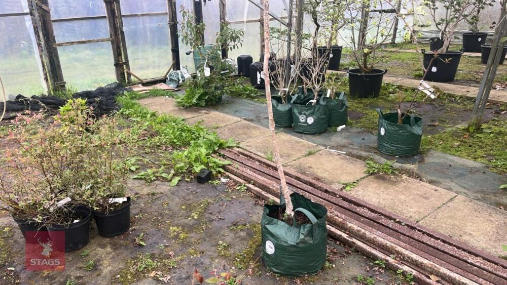 BETULA UTILIS VAR JACQUEMONTI