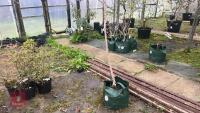 BETULA UTILIS VAR JACQUEMONTI