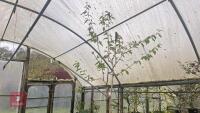 BETULA UTILIS VAR JACQUEMONTI - 2