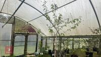 BETULA UTILIS VAR JACQUEMONTI - 3