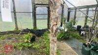 BETULA UTILIS VAR JACQUEMONTI - 5