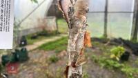 BETULA UTILIS VAR JACQUEMONTI - 6