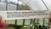 BETULA UTILIS VAR JACQUEMONTI - 7