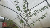 BETULA UTILIS VAR JACQUEMONTI - 8