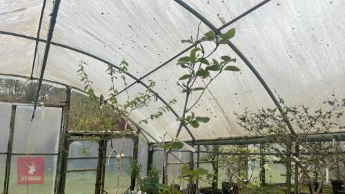 MAGNOLIA 'IAN'S RED'