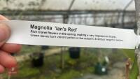 MAGNOLIA 'IAN'S RED' - 9