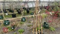WISTERIA FRUTESCENS 'AMETHYST FALLS' - 2