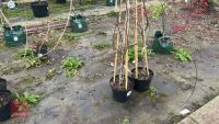WISTERIA FRUTESCENS 'AMETHYST FALLS' - 3