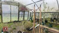 WISTERIA FRUTESCENS 'AMETHYST FALLS' - 6