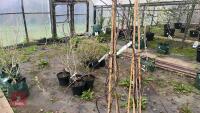 WISTERIA FRUTESCENS 'AMETHYST FALLS' - 7