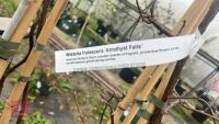 WISTERIA FRUTESCENS 'AMETHYST FALLS' - 9