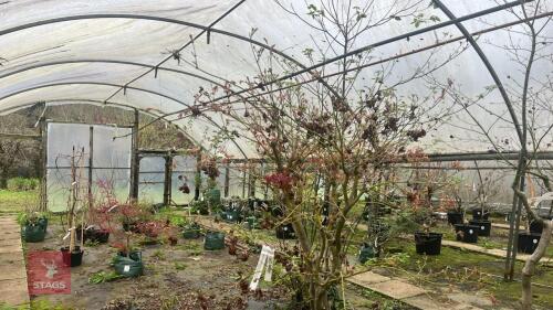 ACER PALMATUM 'AUTUMN GLORY'