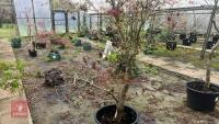 ACER PALMATUM 'AUTUMN GLORY' - 2