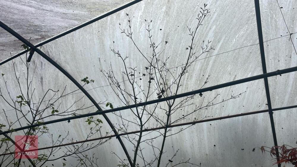 ACER PALMATUM 'TANA'