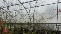 ACER PALMATUM 'TANA' - 2
