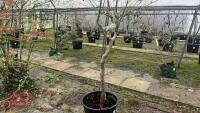 ACER PALMATUM 'TANA' - 3