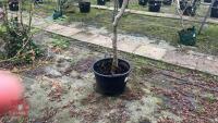 ACER PALMATUM 'TANA' - 4