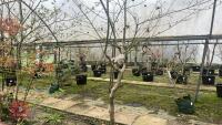 ACER PALMATUM 'TANA' - 5