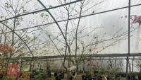 ACER PALMATUM 'TANA' - 6