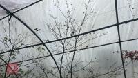 ACER PALMATUM 'TANA' - 7
