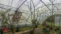 ACER PALMATUM 'TANA' - 10