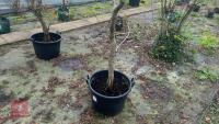 ACER PALMATUM 'TANA' - 11
