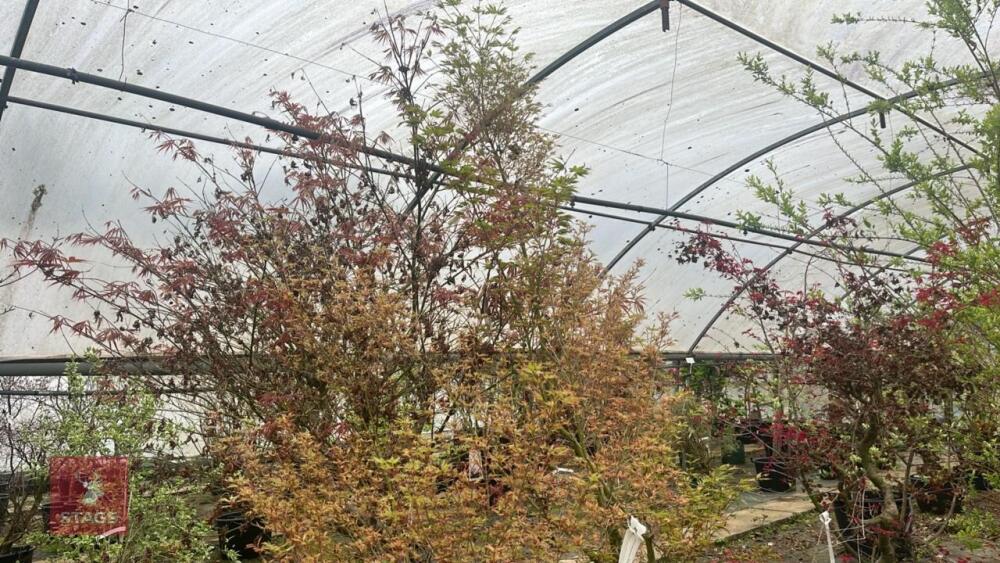 ACER PALMATUM 'BUTTERFLY'
