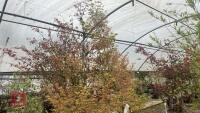 ACER PALMATUM 'BUTTERFLY'