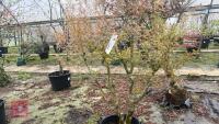 ACER PALMATUM 'BUTTERFLY' - 5