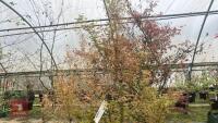 ACER PALMATUM 'BUTTERFLY' - 6