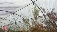 ACER PALMATUM 'BUTTERFLY' - 7