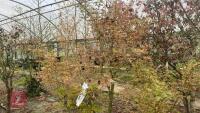ACER PALMATUM 'BUTTERFLY' - 8
