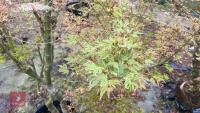 ACER PALMATUM 'BUTTERFLY' - 9