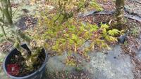 ACER PALMATUM 'BUTTERFLY' - 10
