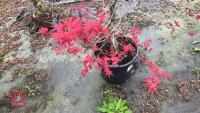 ACER PALMATUM 'BENI-KOMACHI' - 4