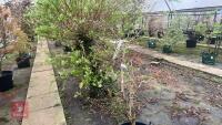 ACER SHIRASAWANUM 'AUTUMN MOON'