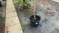ACER SHIRASAWANUM 'AUTUMN MOON' - 2