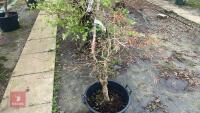 ACER SHIRASAWANUM 'AUTUMN MOON' - 3