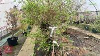 ACER SHIRASAWANUM 'AUTUMN MOON' - 4