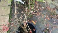 ACER SHIRASAWANUM 'AUTUMN MOON' - 5