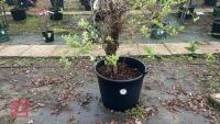 SALIX INTEGRA 'HAKURO-NISHIKI' - 3