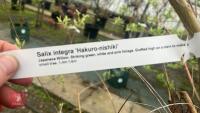 SALIX INTEGRA 'HAKURO-NISHIKI' - 8