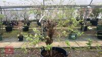 SALIX INTEGRA 'HAKURO-NISHIKI' - 9
