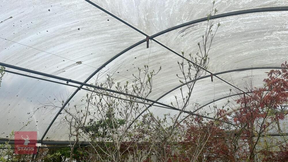 CORNUS KOUSA VAR CHINENSIS 'CHINA GIRL'
