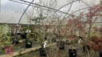 CORNUS KOUSA VAR CHINENSIS 'CHINA GIRL' - 2