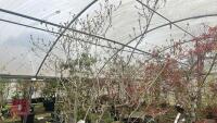 CORNUS KOUSA VAR CHINENSIS 'CHINA GIRL' - 6