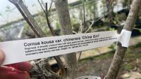 CORNUS KOUSA VAR CHINENSIS 'CHINA GIRL' - 11