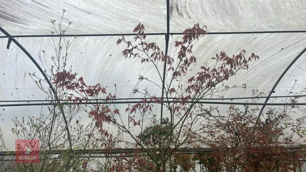 ACER PALMATUM 'BURGUNDY LACE'