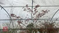 ACER PALMATUM 'BURGUNDY LACE'